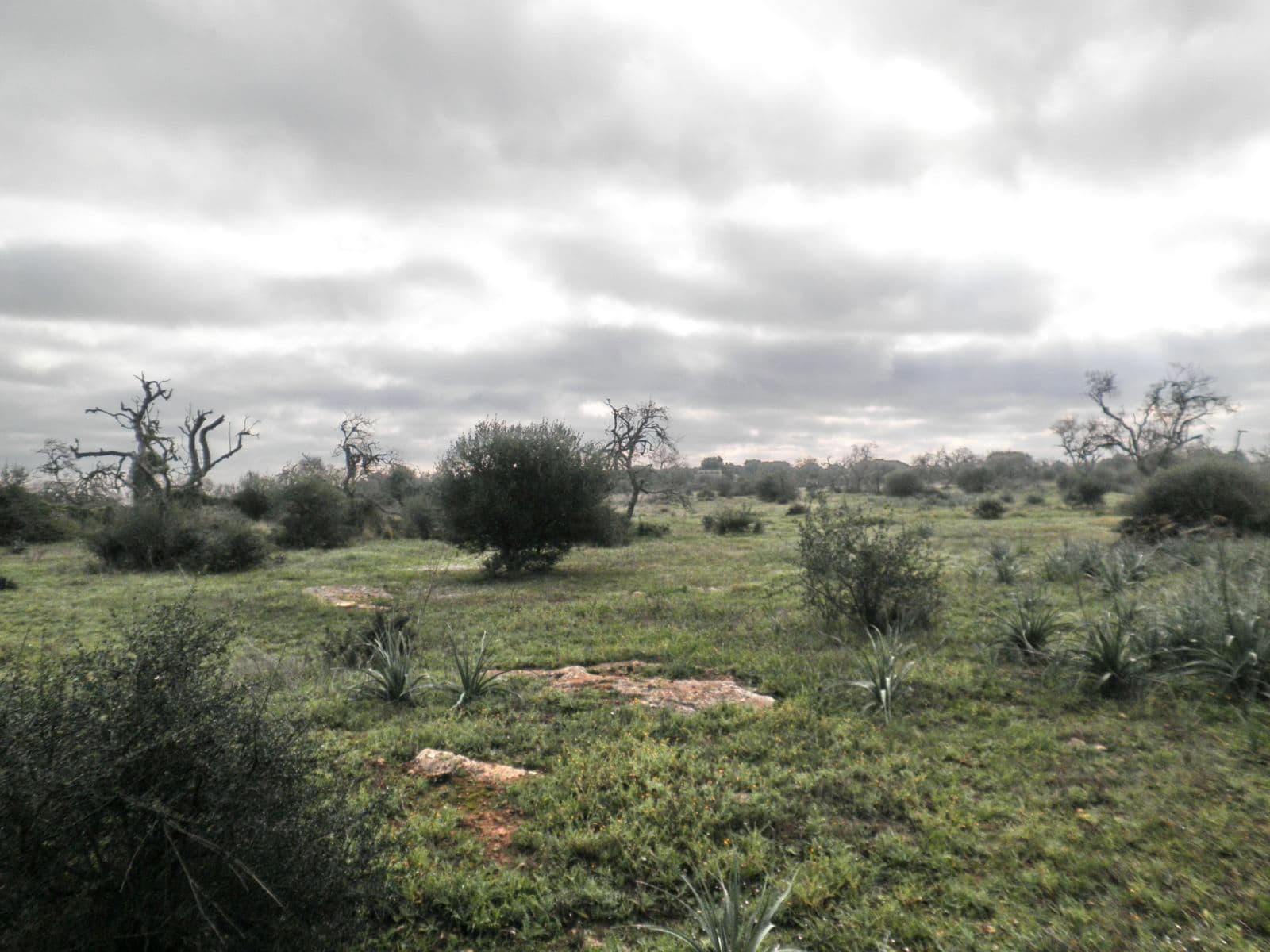 Grundstuck bei Santanyi – foto 5