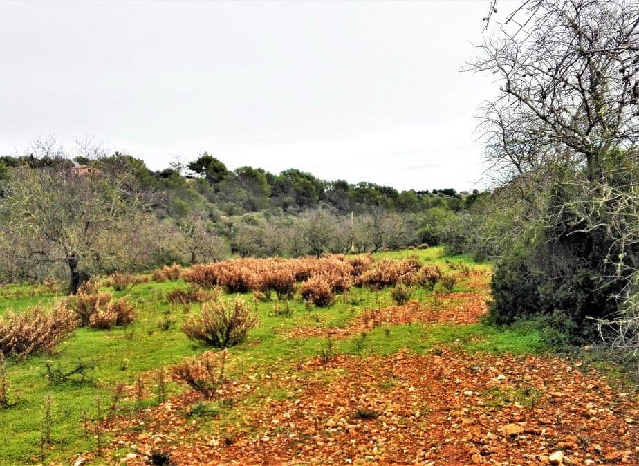 Bonito terreno entre Alqueria Blanca y Porto Petro – foto 2