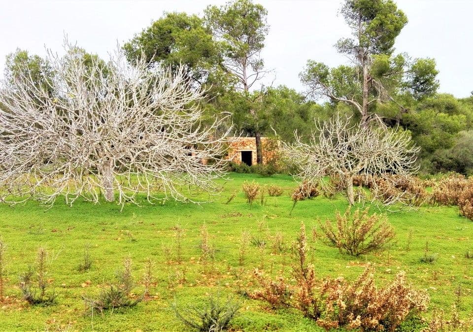 Bonito terreno entre Alqueria Blanca y Porto Petro – foto 3