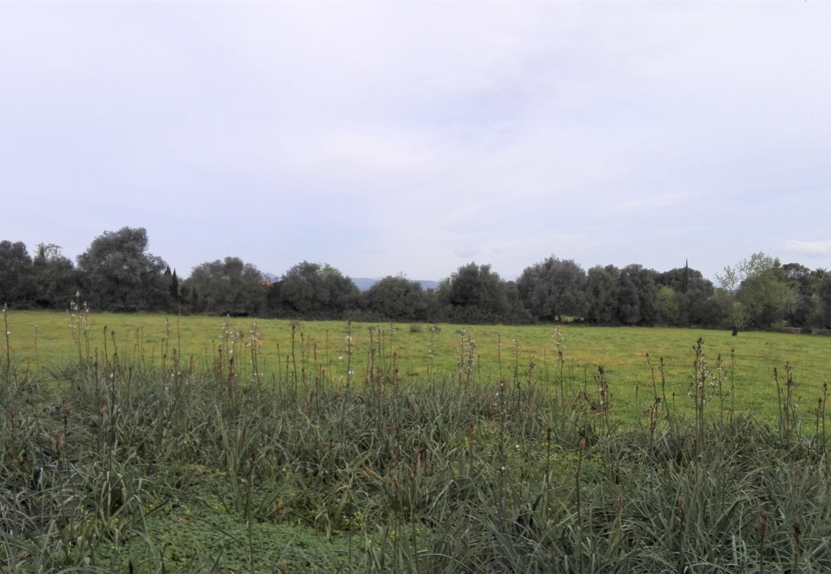 Land in einer sehr ruhigen Gegend zwischen Campos und Cas Co – foto 2