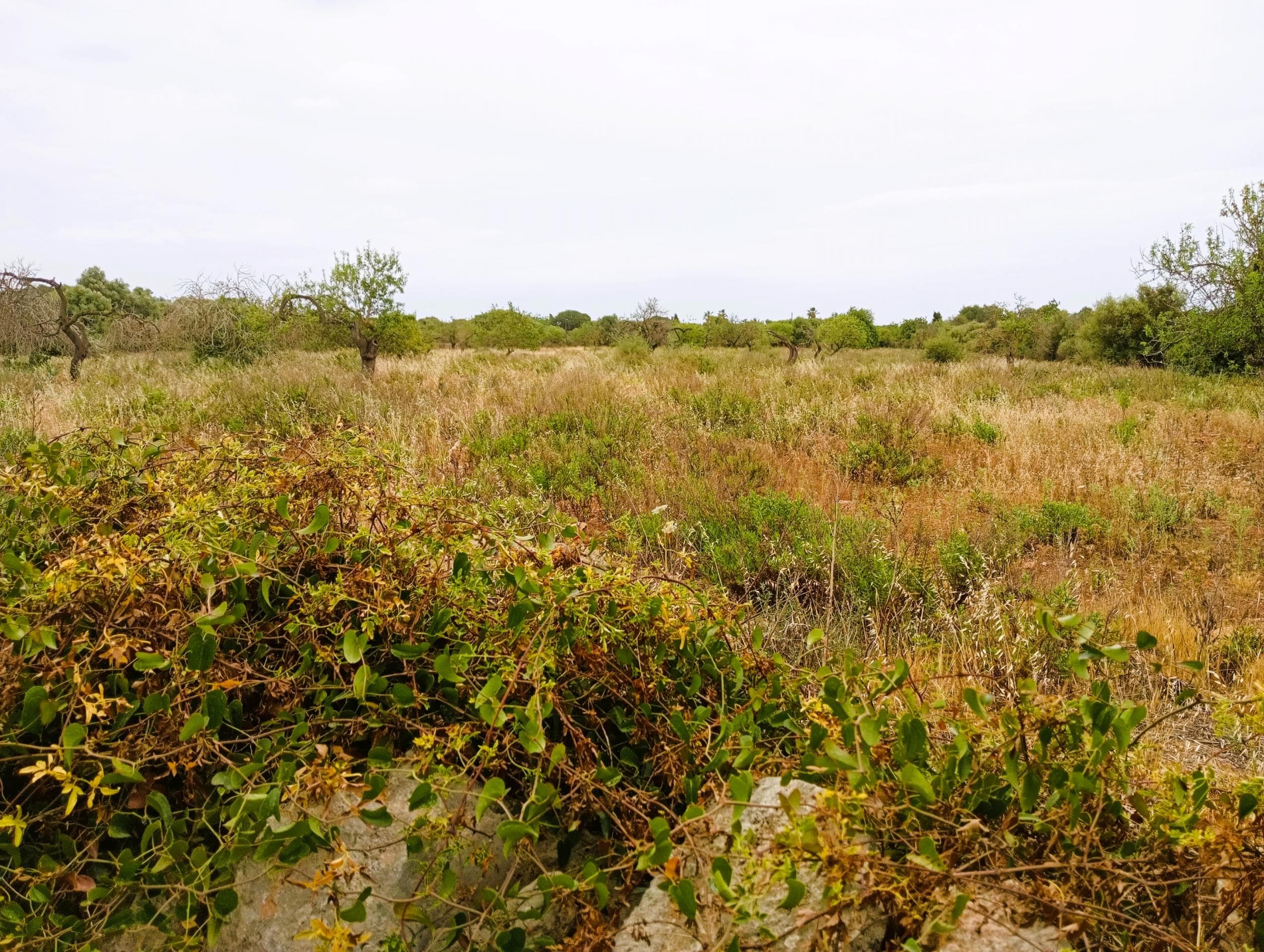 Terreno de unos 41.000m2 – foto 2