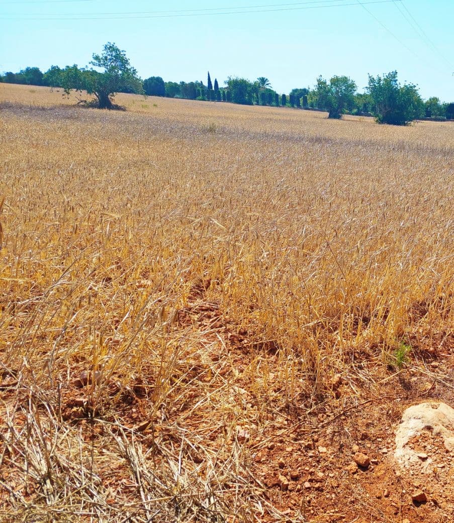 Très beau terrain près de Consolació – foto 4