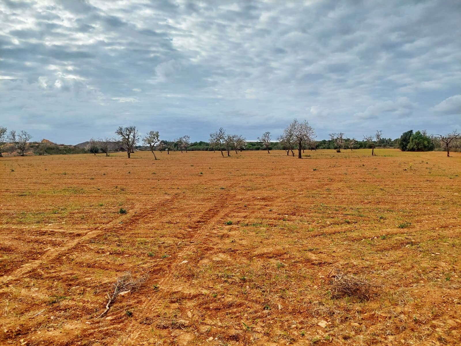 Außergewöhnliches Grundstück von 15.380 m² in der Nähe von Campos, Mallorca – foto 4