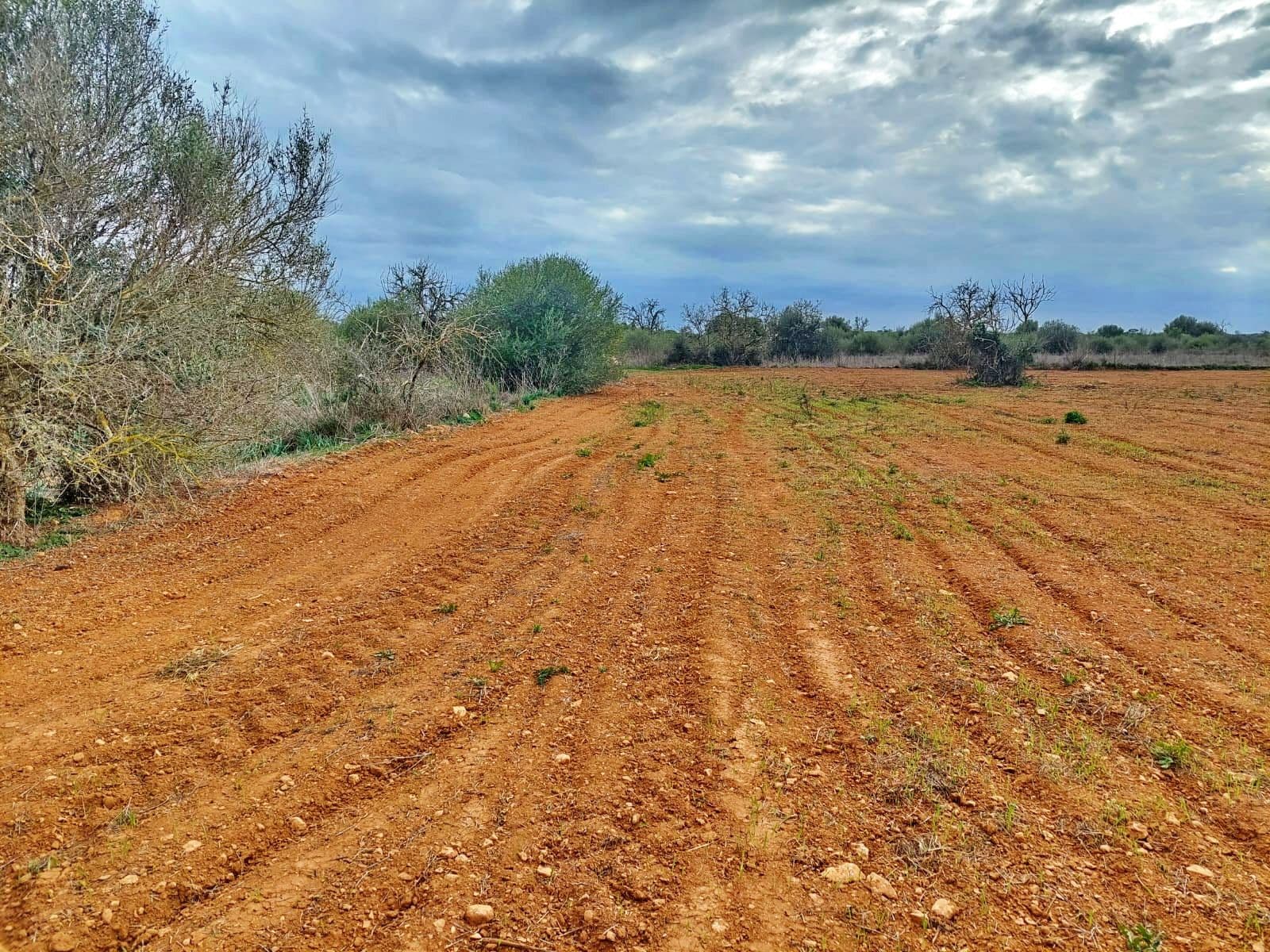 Außergewöhnliches Grundstück von 15.380 m² in der Nähe von Campos, Mallorca – foto 5