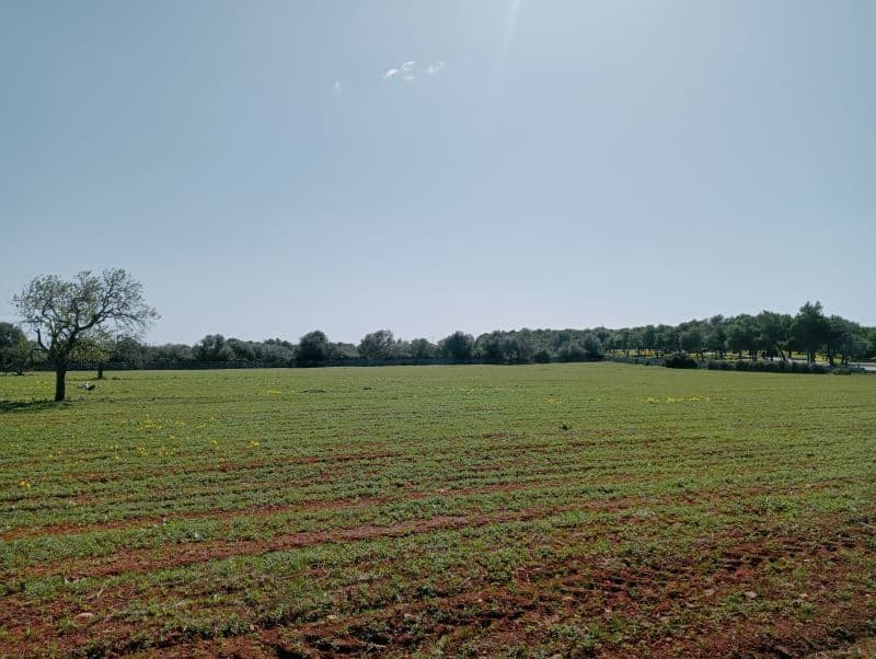 Land near Santanyí – foto 3