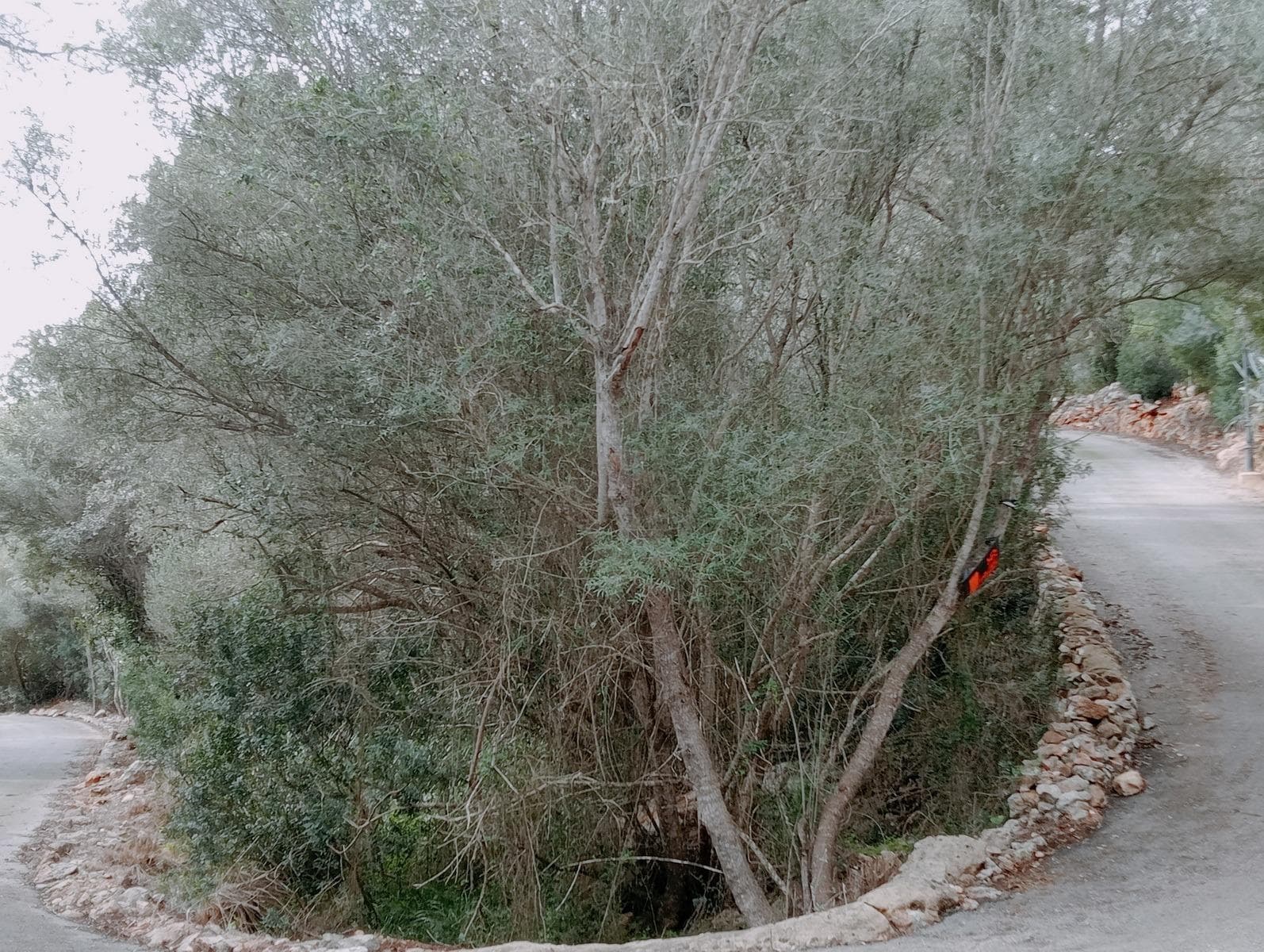 Solar único a un minuto de la playa de Cala Santanyí – foto 2