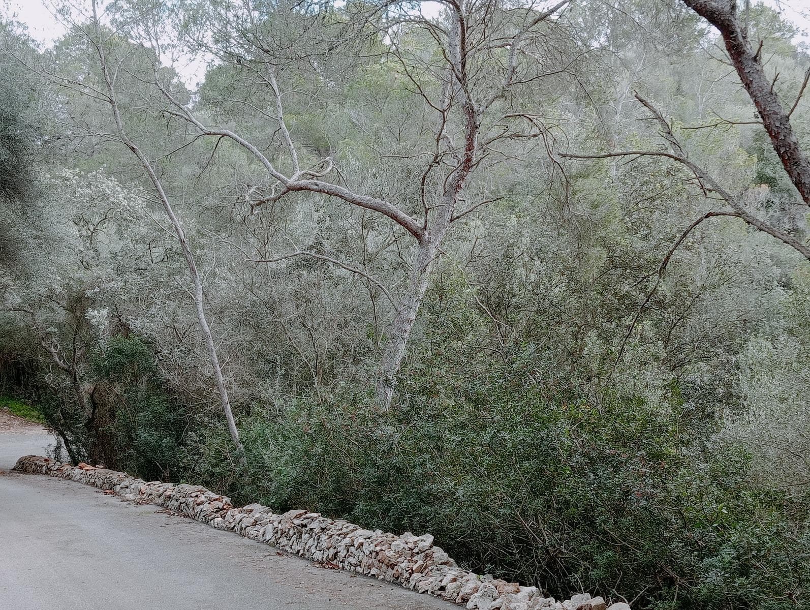 Solar único a un minuto de la playa de Cala Santanyí – foto 3