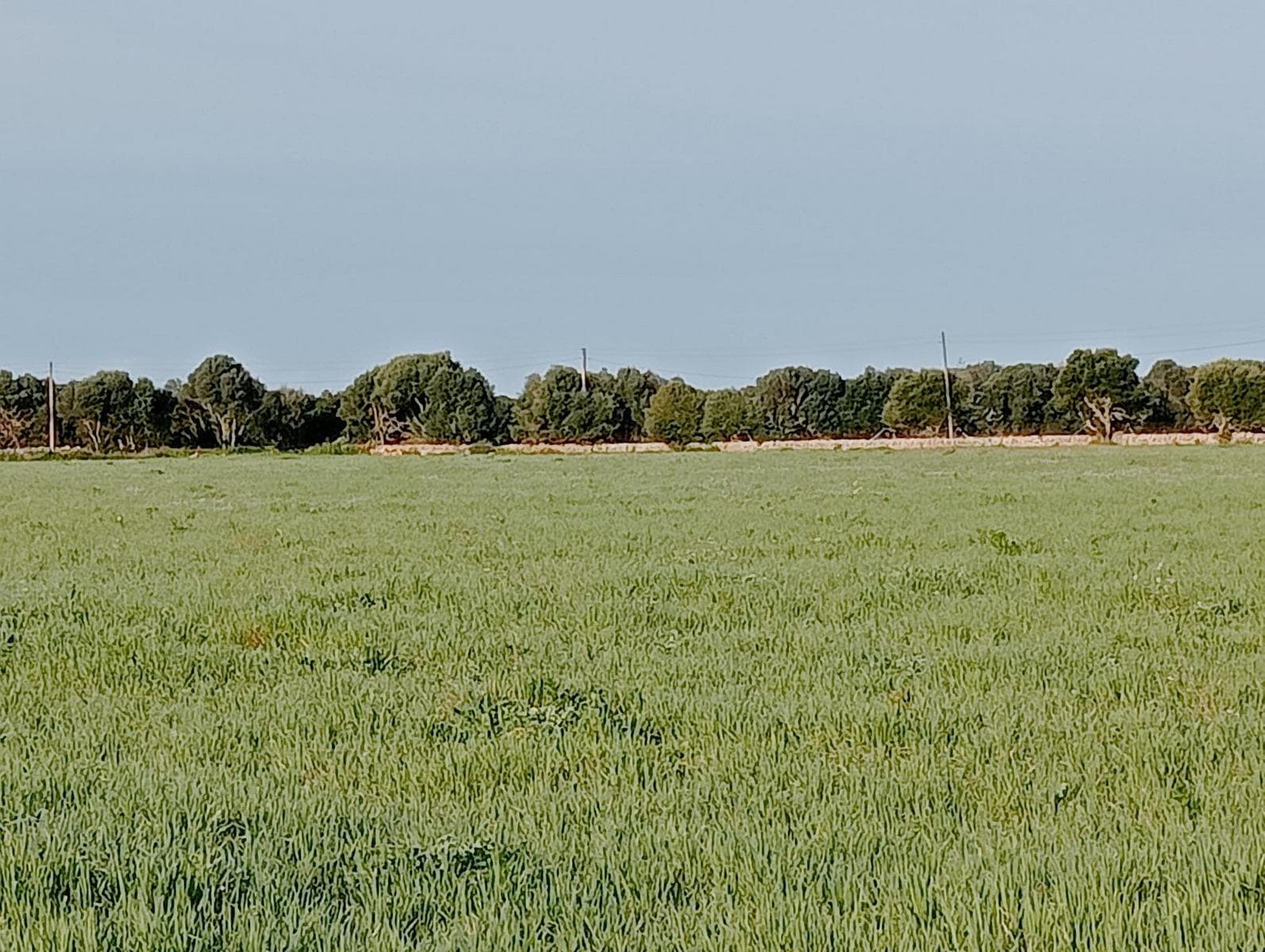 EXCLUSIVE PLOT WITH LUXURY VILLA PROJECT IN CAMPOS, NEAR ES TRENC – foto 4