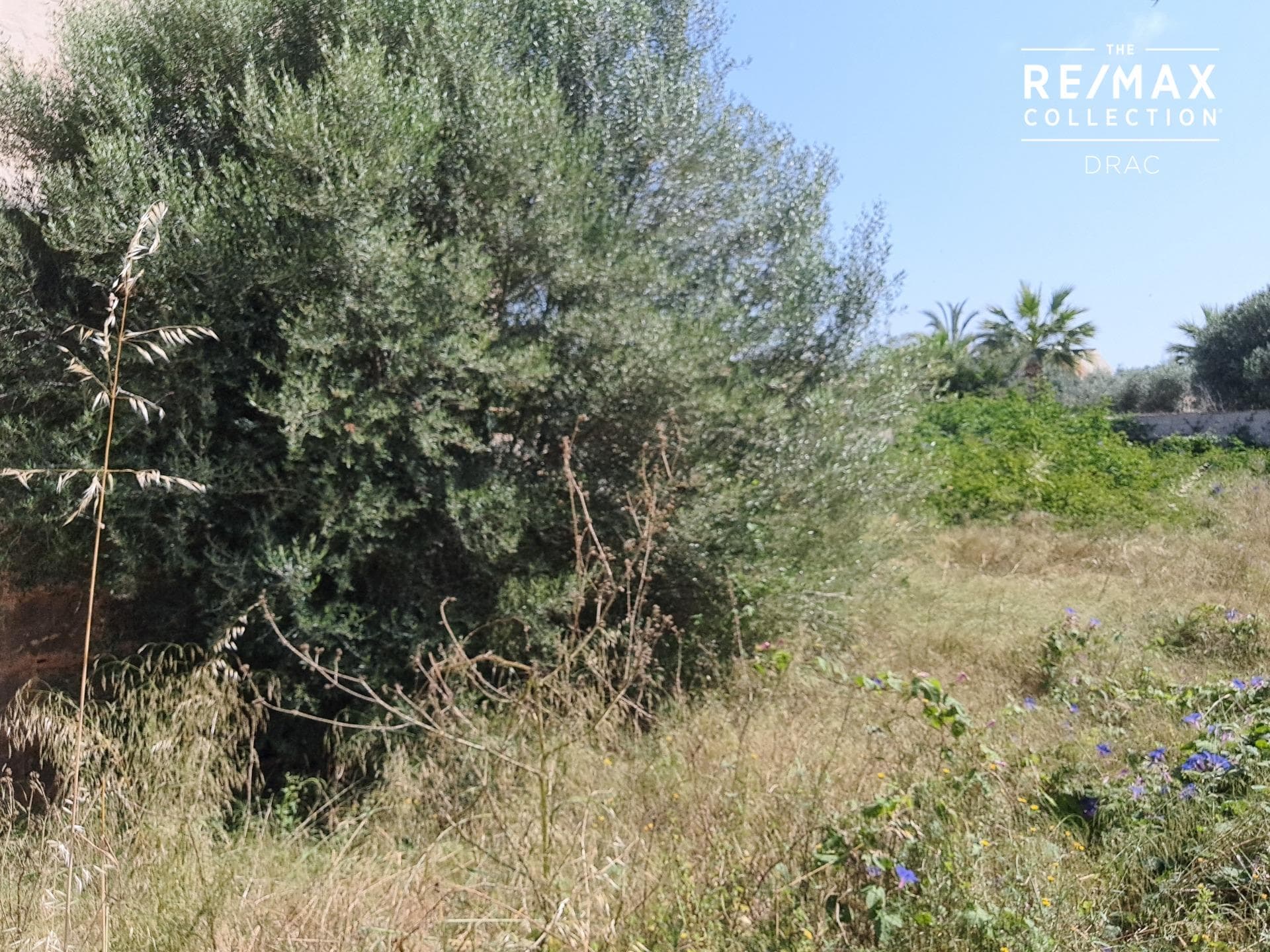 Building land available to construct and develop a beautiful project in Llombards, Santanyí – foto 3