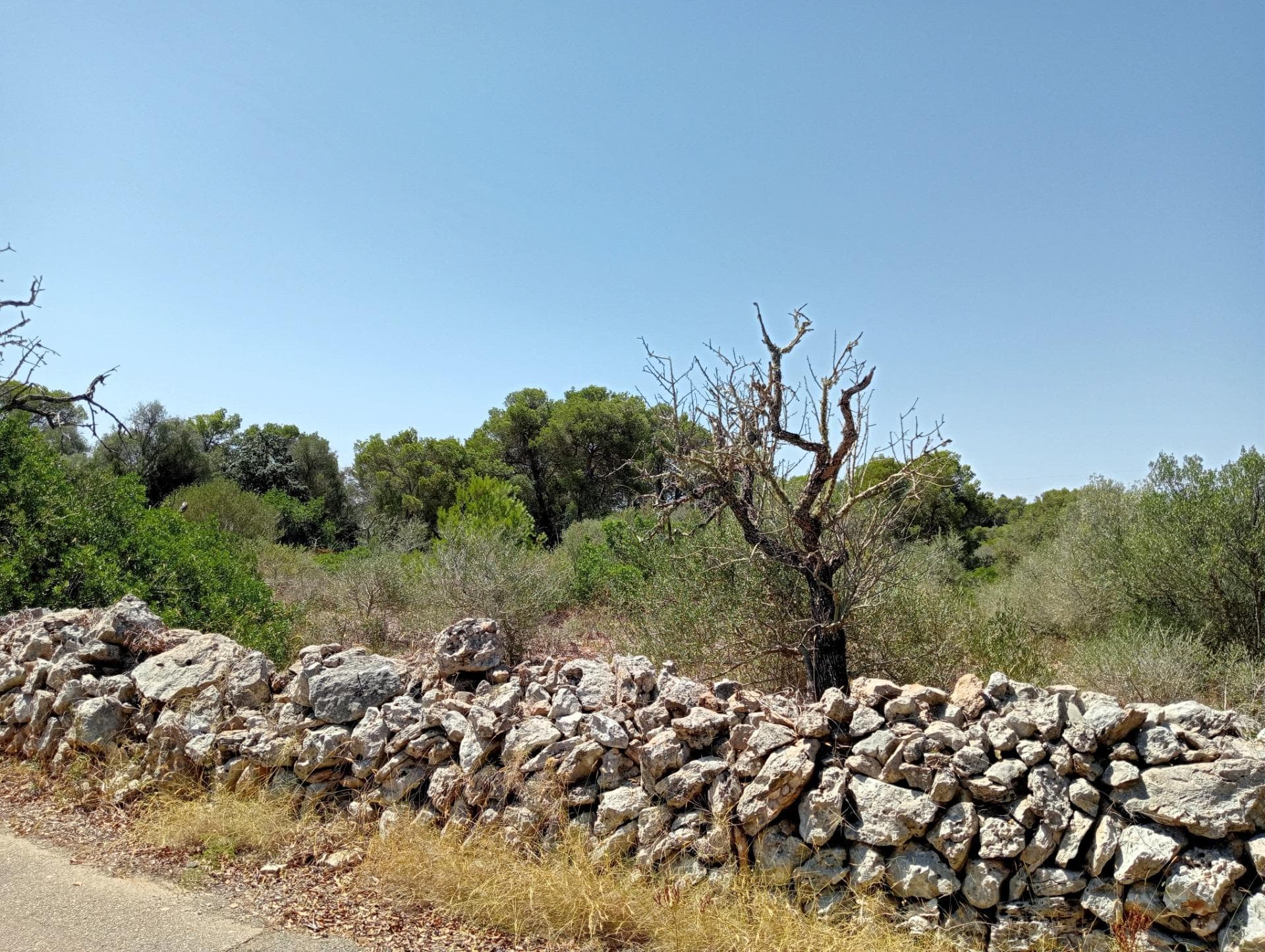 Oportunidad Única: Terreno con Proyecto en S'Alqueria Blanca – foto 4