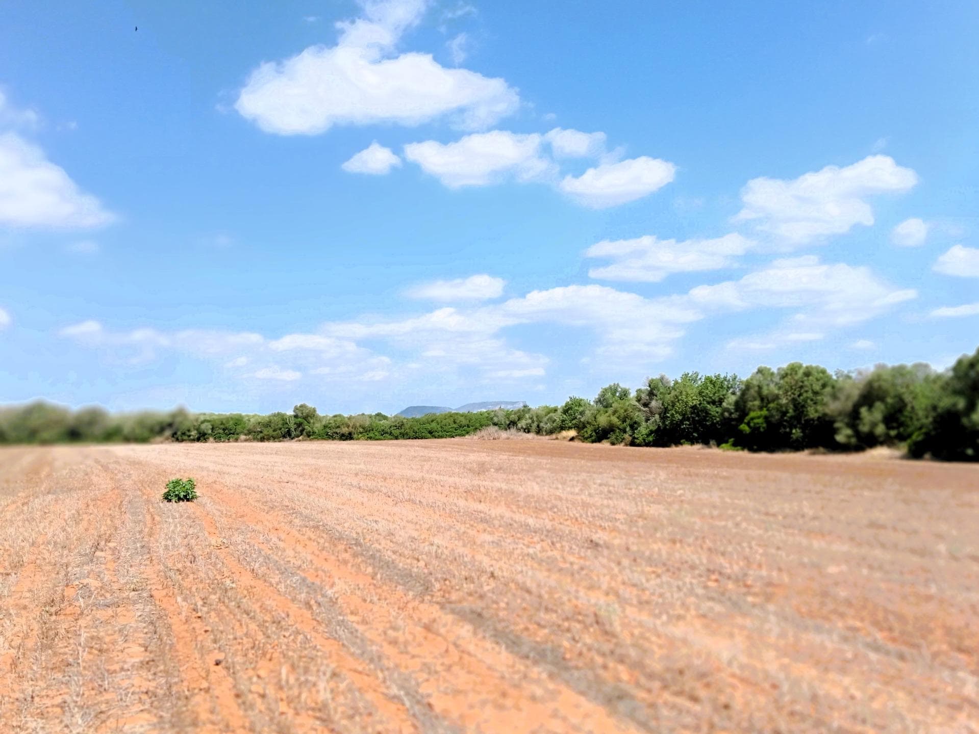 Charmantes Landgut mit Potenzial in Campos – foto 4
