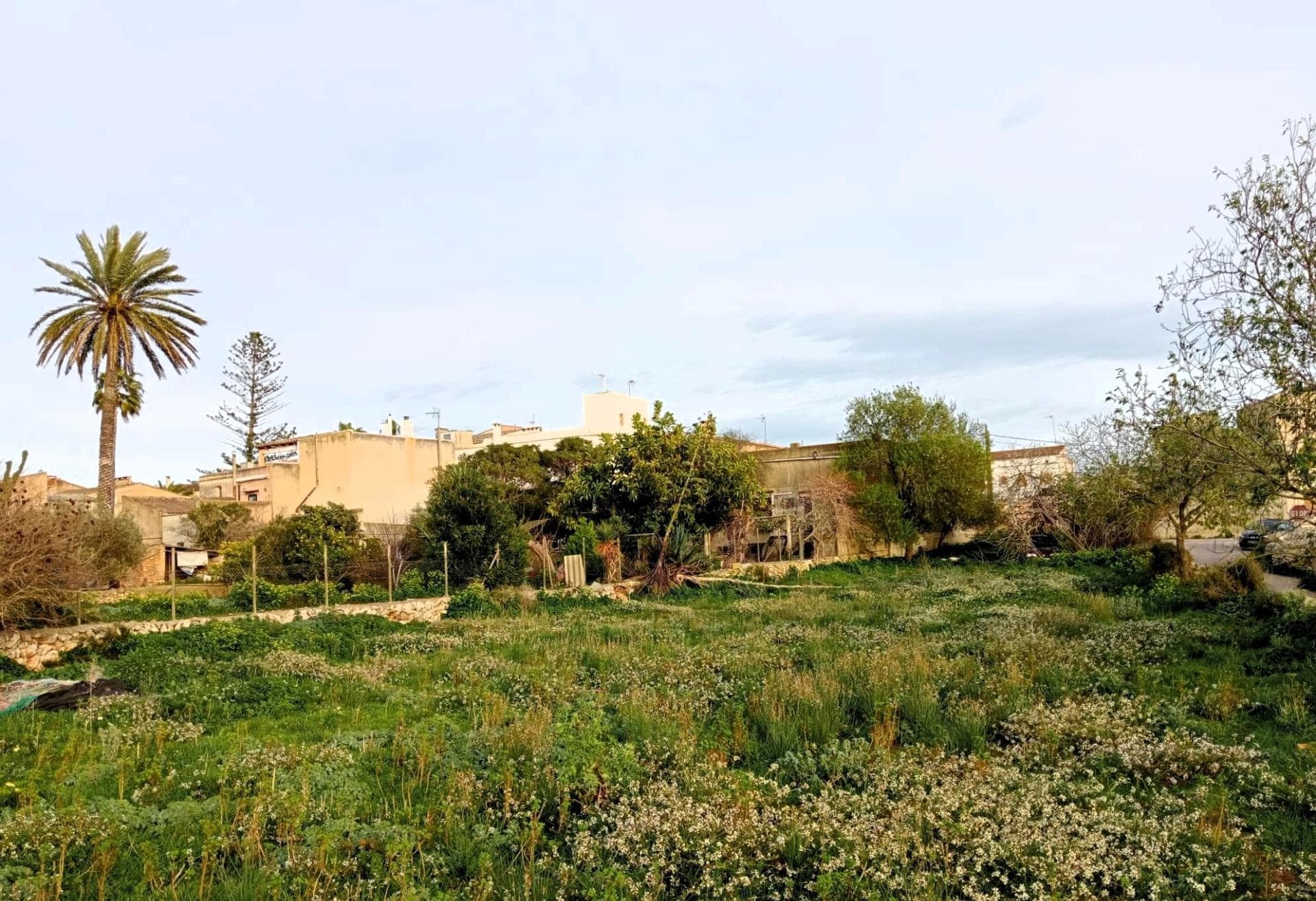 ¡Ocasión Única en S’Alqueria Blanca (Santanyi)! Solar en Esquina de 1.150 m². – foto 3