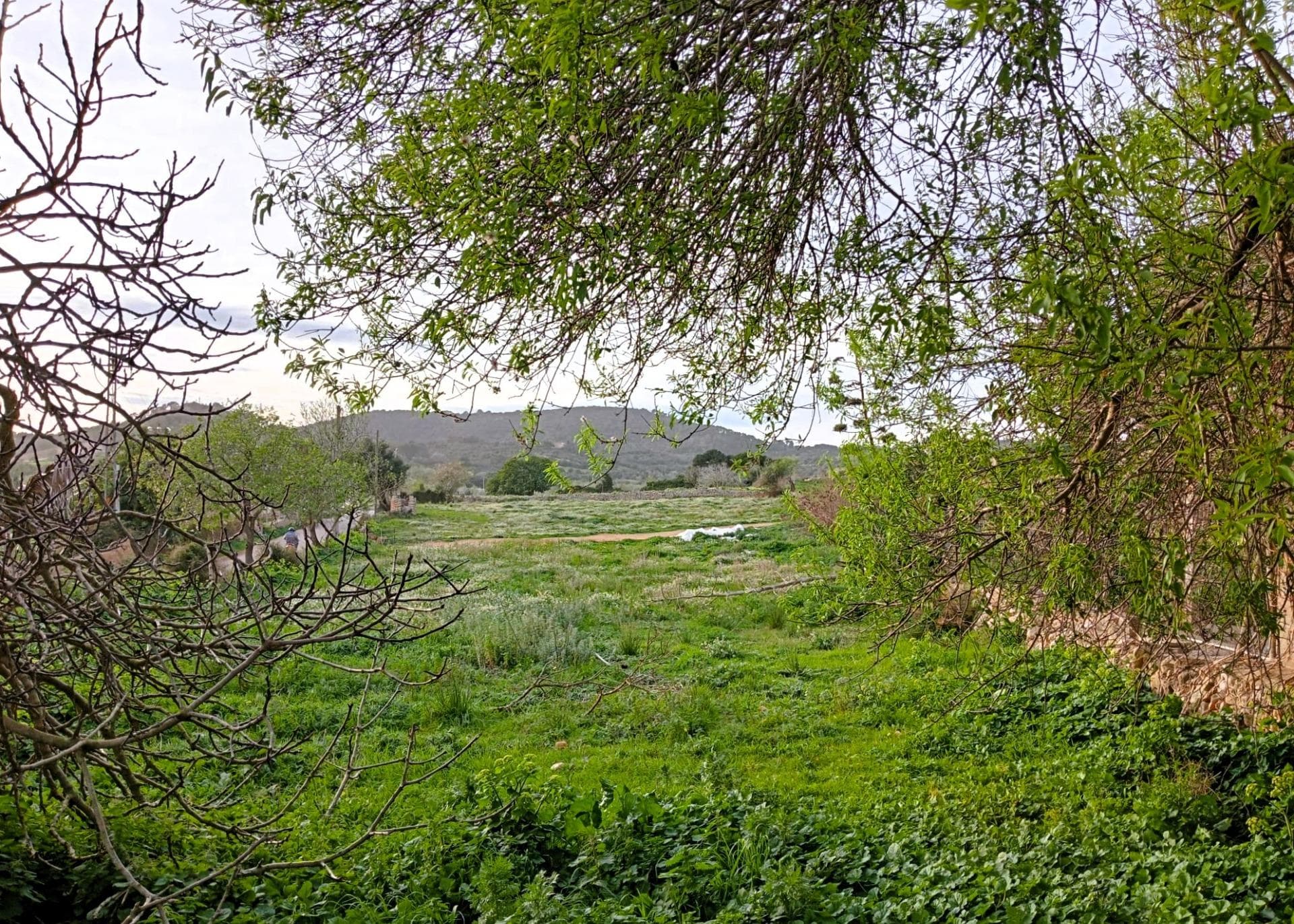 ¡Ocasión Única en S’Alqueria Blanca (Santanyi)! Solar en Esquina de 1.150 m². – foto 4