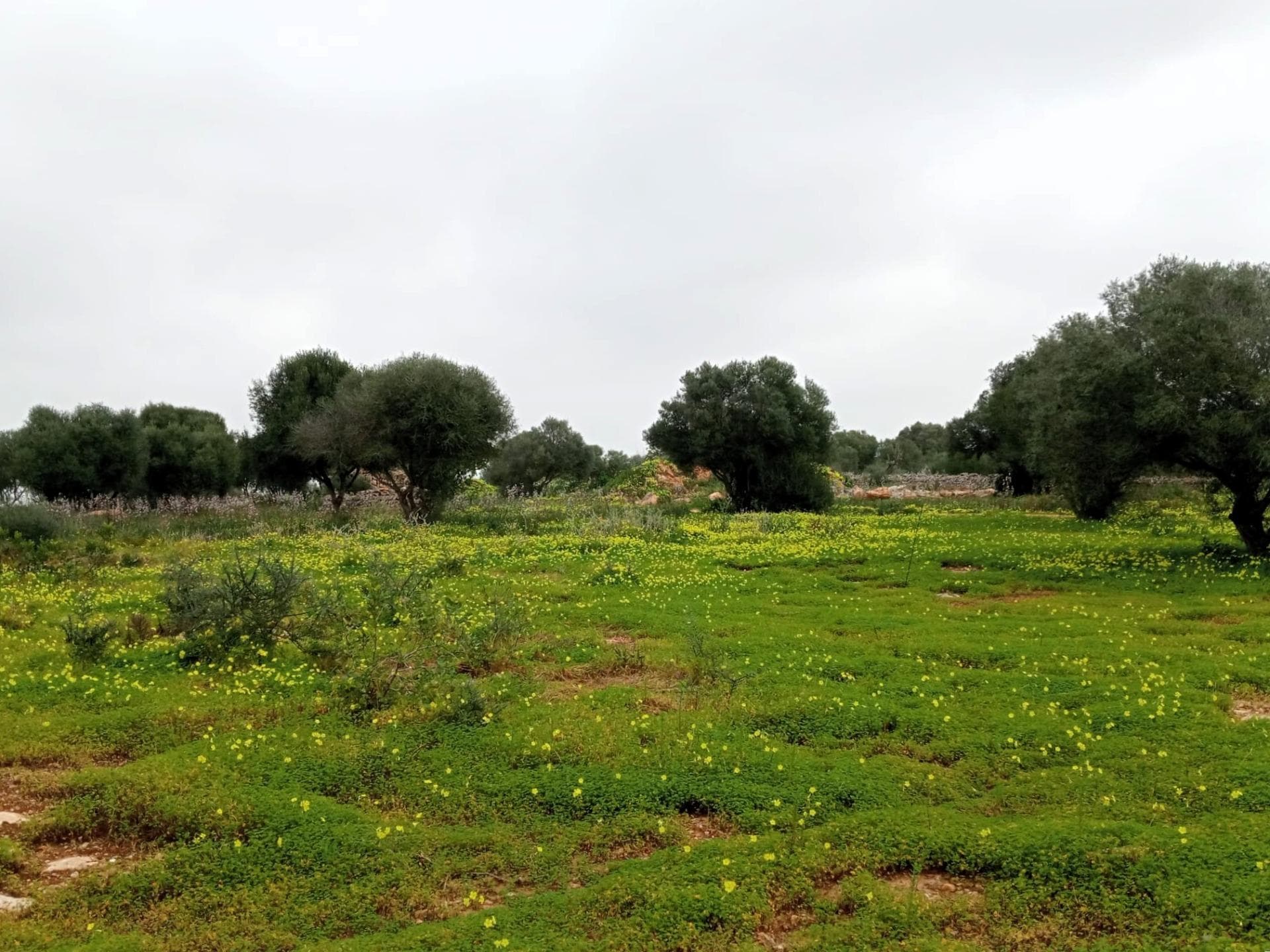 Proyecto de Lujo en Santanyí: Finca de 18500 m2 con Licencia, Suministros y Esencia Mallorquina – foto 3