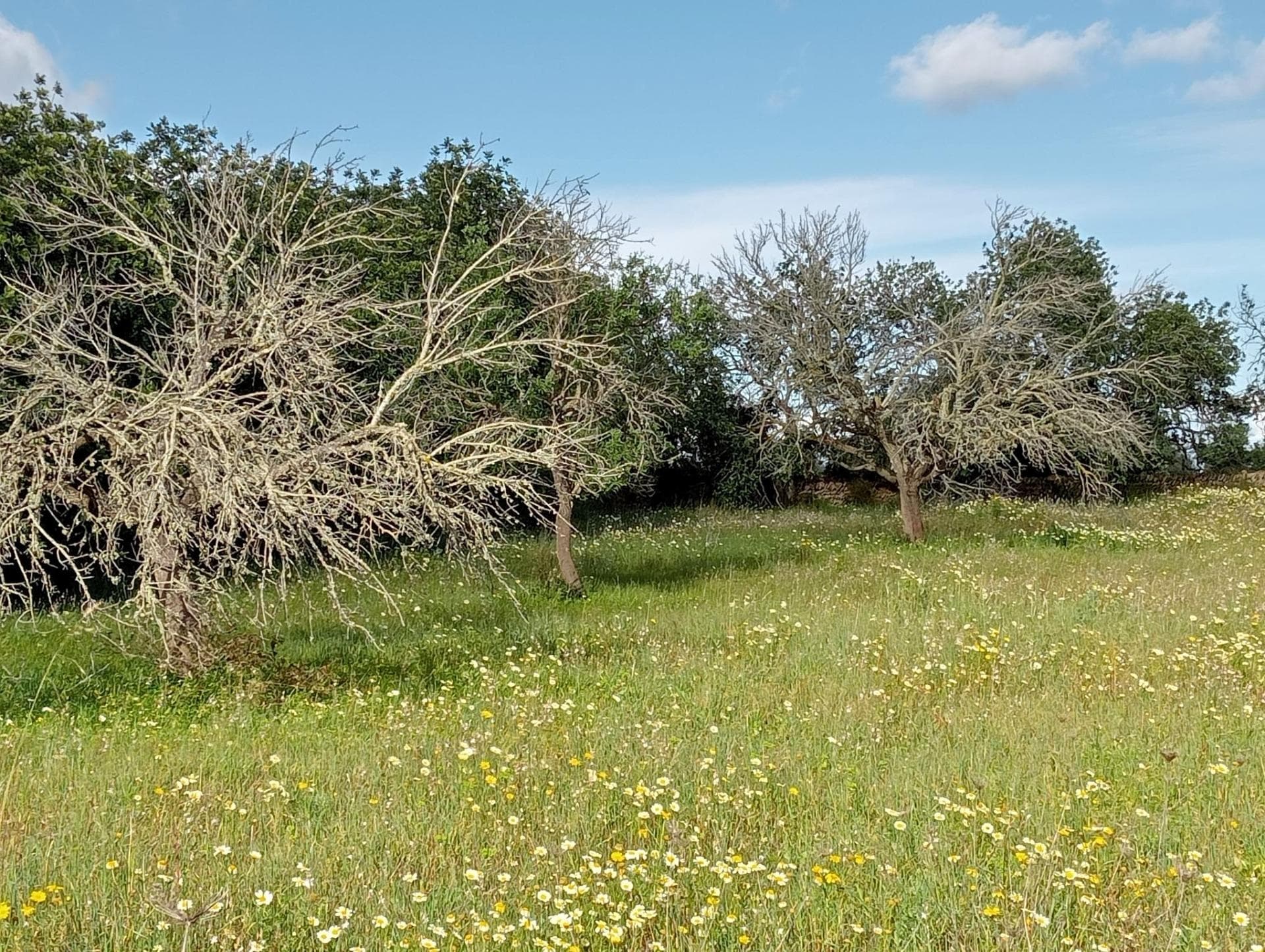 Domaine Exclusif de 20 000 m² avec Vue sur la Mer : Nature, Tradition et Connectivité entre Calonge et Cala d’Or (Santanyí). – foto 3