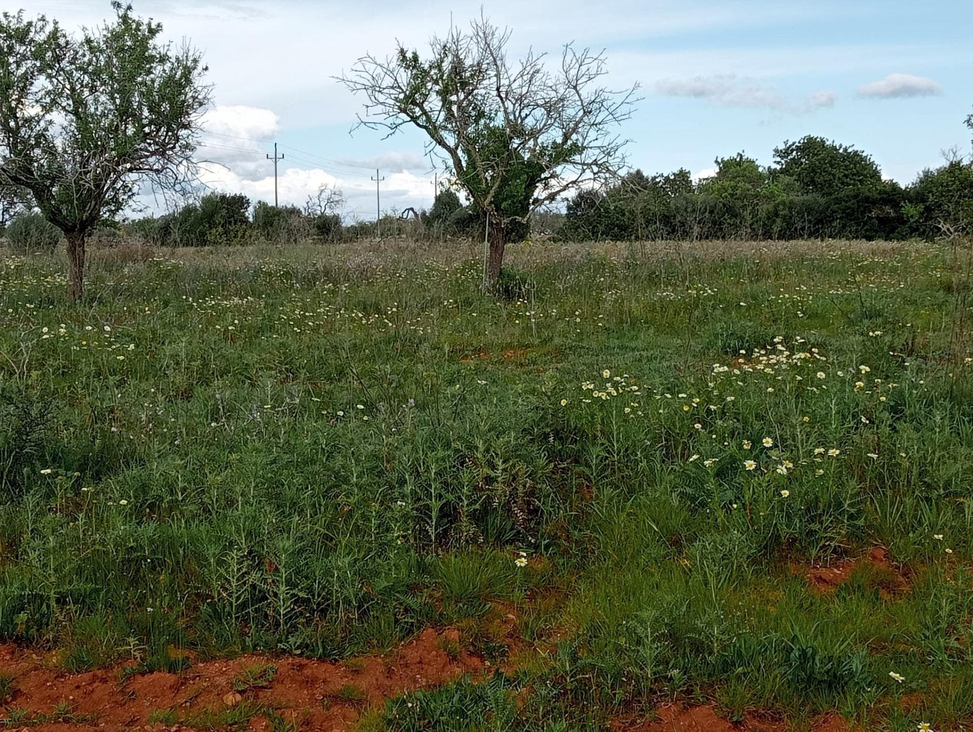 Domaine Exclusif de 20 000 m² avec Vue sur la Mer : Nature, Tradition et Connectivité entre Calonge et Cala d’Or (Santanyí). – foto 4
